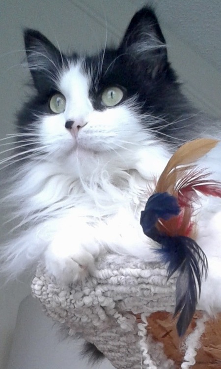 Entry image for Zodiac. Clicking this image will show a larger photo