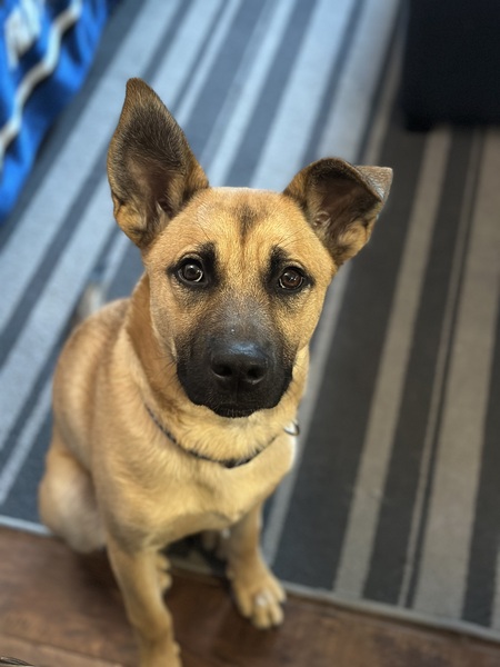 Entry image for Koda . Clicking this image will show a larger photo