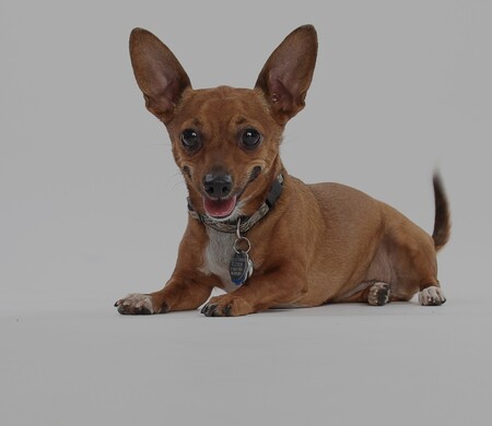 Entry image for Bella. Clicking this image will show a larger photo