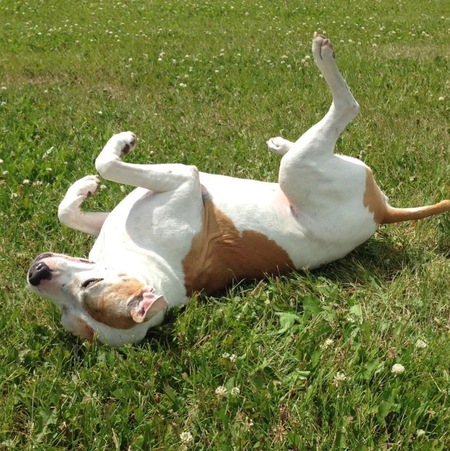 Entry image for Sadie . Clicking this image will show a larger photo