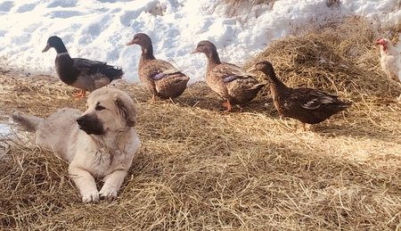 Entry image for Tashi Delek . Clicking this image will show a larger photo