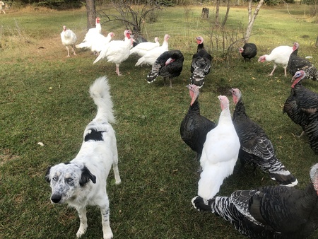 Entry image for Céilí (Kaylee). Clicking this image will show a larger photo