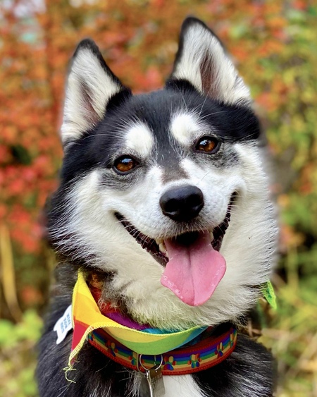 Entry image for Bowie . Clicking this image will show a larger photo