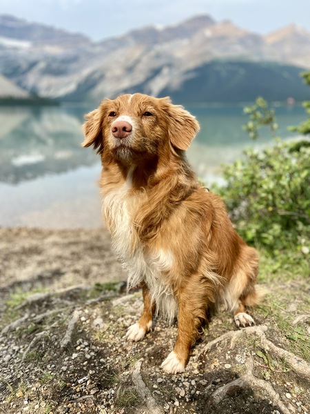 Entry image for Selkie. Clicking this image will show a larger photo