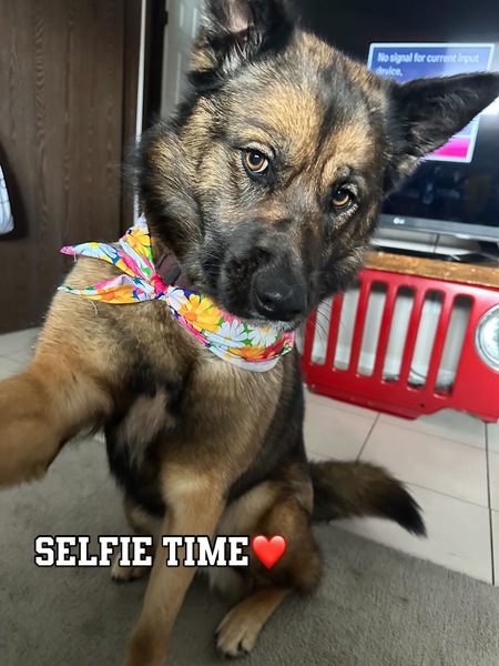 Entry image for Bear. Clicking this image will show a larger photo