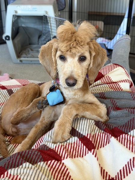 Entry image for RILEY. Clicking this image will show a larger photo