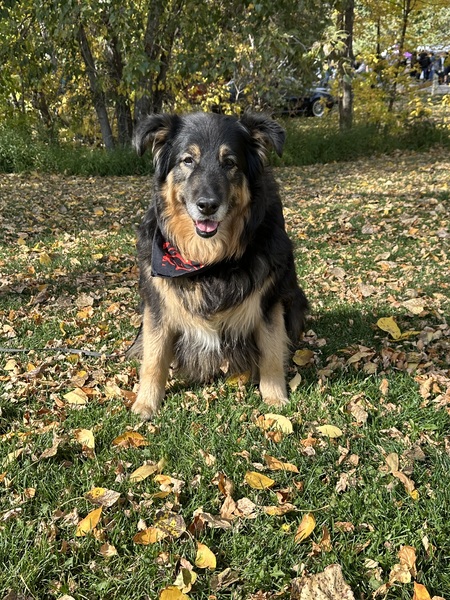 Entry image for Maple. Clicking this image will show a larger photo