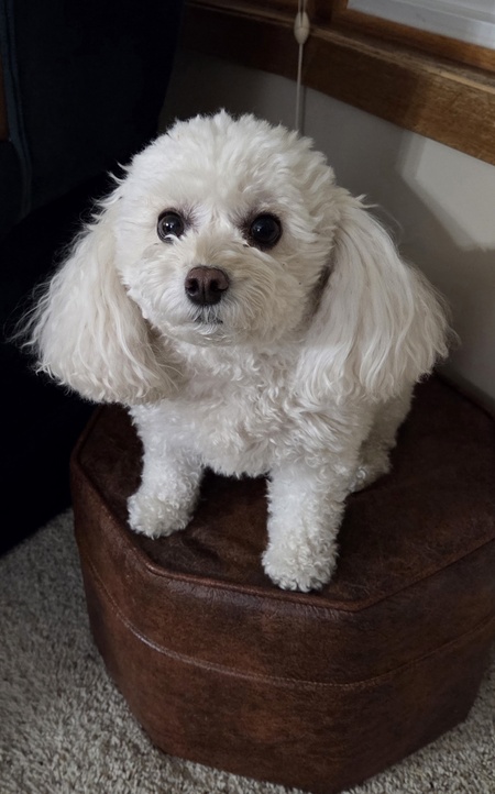 Entry image for Mia . Clicking this image will show a larger photo