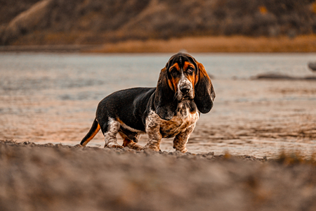 Entry image for Boozy. Clicking this image will show a larger photo