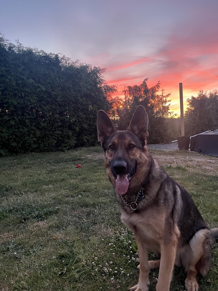 Entry image for Harvey. Clicking this image will show a larger photo