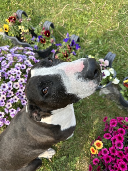 Entry image for Sprocket . Clicking this image will show a larger photo