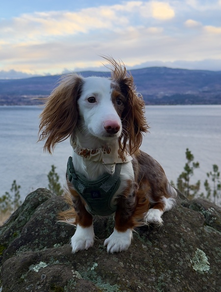 Entry image for Snoopy. Clicking this image will show a larger photo