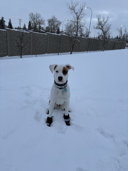 Entry image for Jax. Clicking this image will show a larger photo