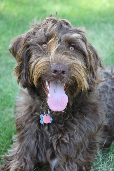 Entry image for Mo. Clicking this image will show a larger photo