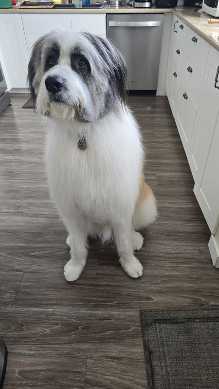 Entry image for Bernie. Clicking this image will show a larger photo