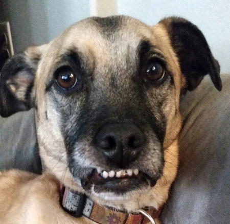 Entry image for Sunny. Clicking this image will show a larger photo