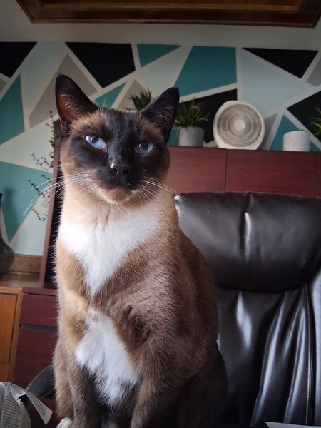 Entry image for Beans. Clicking this image will show a larger photo