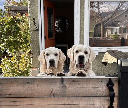 Entry image for Willy and Emmitt . Clicking this image will show a larger photo