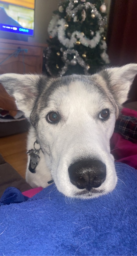 Entry image for Mccree. Clicking this image will show a larger photo