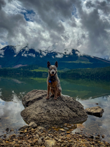 Entry image for Foxy. Clicking this image will show a larger photo