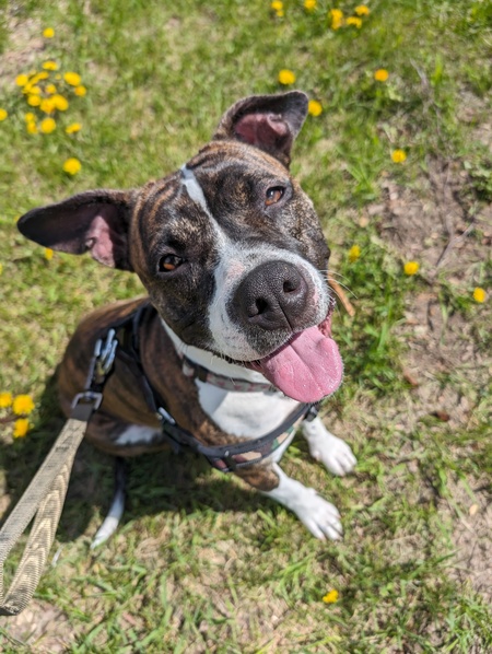 Entry image for Frankie. Clicking this image will show a larger photo