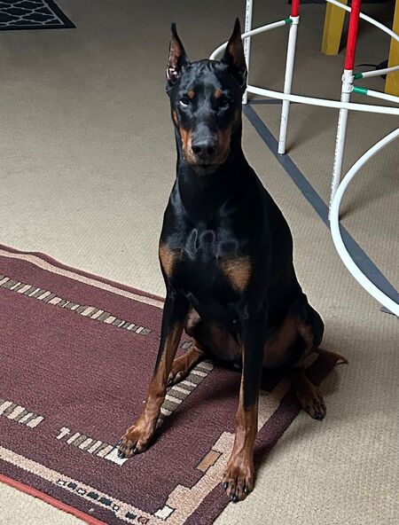 Entry image for Bruno . Clicking this image will show a larger photo