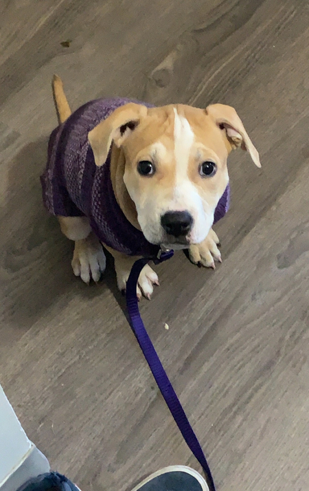 Entry image for Boo. Clicking this image will show a larger photo