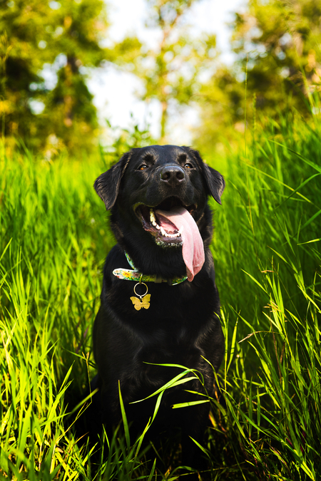 Entry image for Abby. Clicking this image will show a larger photo