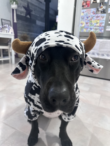 Entry image for Kona. Clicking this image will show a larger photo