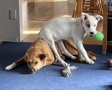 Entry image for Stella & Pearl. Clicking this image will show a larger photo