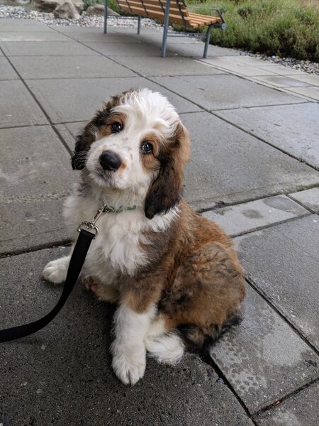 Entry image for Loki. Clicking this image will show a larger photo