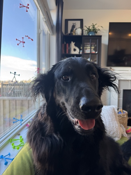 Entry image for Gus. Clicking this image will show a larger photo