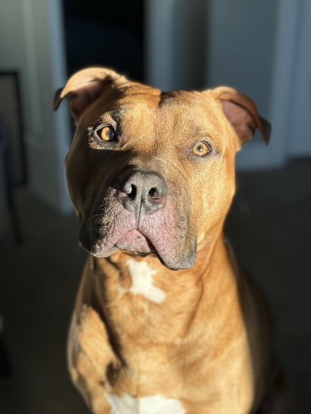 Entry image for Jax. Clicking this image will show a larger photo