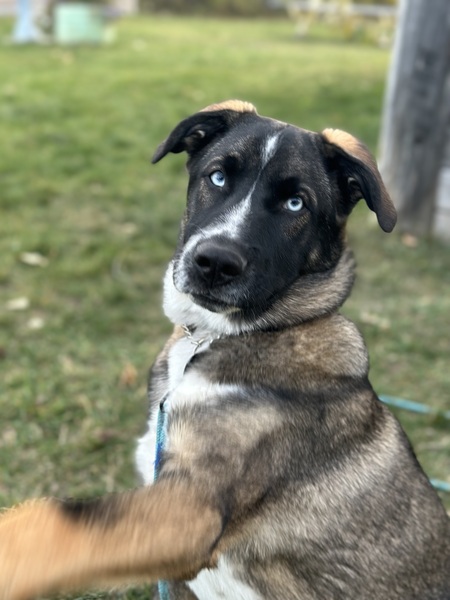 Entry image for Nova. Clicking this image will show a larger photo