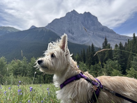 Entry image for Gemma. Clicking this image will show a larger photo