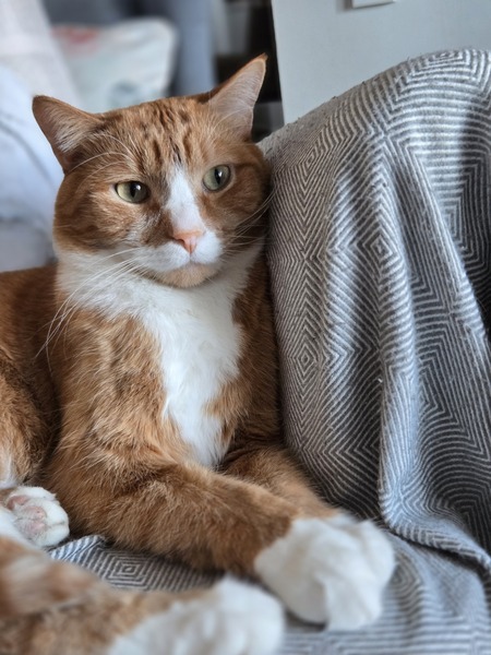 Entry image for Frasier. Clicking this image will show a larger photo