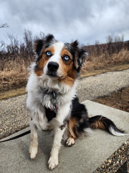 Entry image for Ryker. Clicking this image will show a larger photo