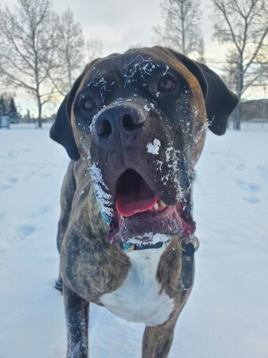 Entry image for Meatball. Clicking this image will show a larger photo