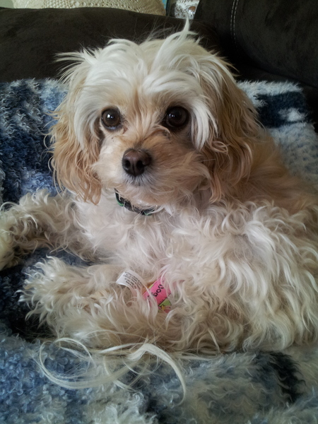 Entry image for Tuffy. Clicking this image will show a larger photo