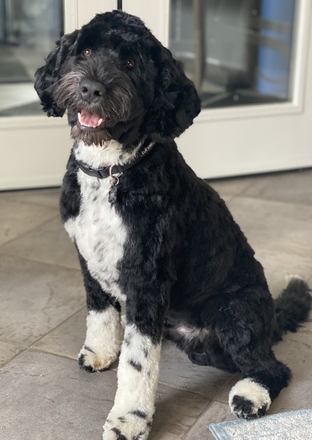 Entry image for Sammy. Clicking this image will show a larger photo