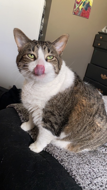 Entry image for Beanie. Clicking this image will show a larger photo