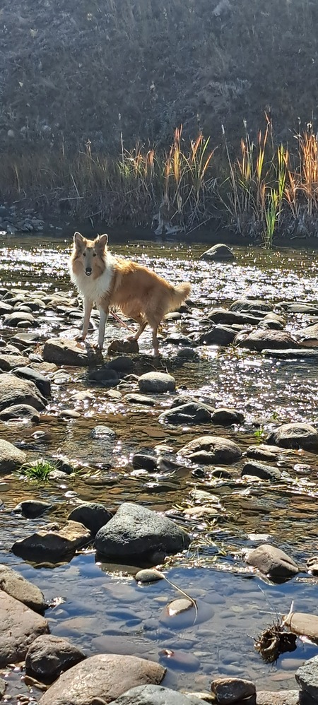 Entry image for Lucy. Clicking this image will show a larger photo