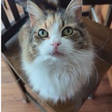 Entry image for Mitzi 