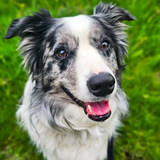 Entry image for Salento