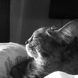 Entry image for Frankie