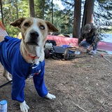 Entry image for Dixie