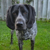 Entry image for JoJo