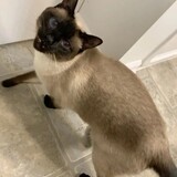 Entry image for Teeka