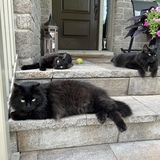 Entry image for Moon, Luna and Grae