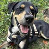 Entry image for Cricket